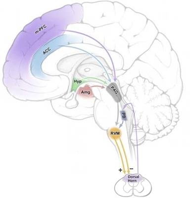 Shifting the Balance: How Top-Down and Bottom-Up Input Modulate Pain via the Rostral Ventromedial Medulla